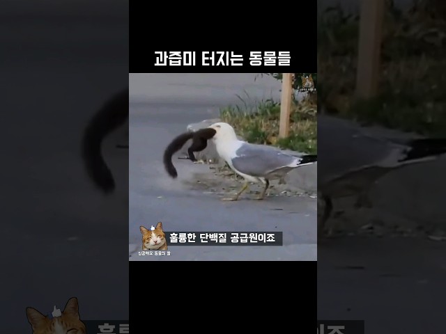 과즙미 터지는 동물들