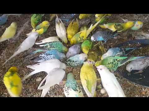 Nature's Banquet: Lovebirds Enjoying Feast! 1.5 k+ Views 🌾🦜 | My Pets My Garden 🌟