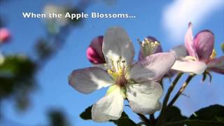 When the Apple Blossoms (Original Piano Composition)