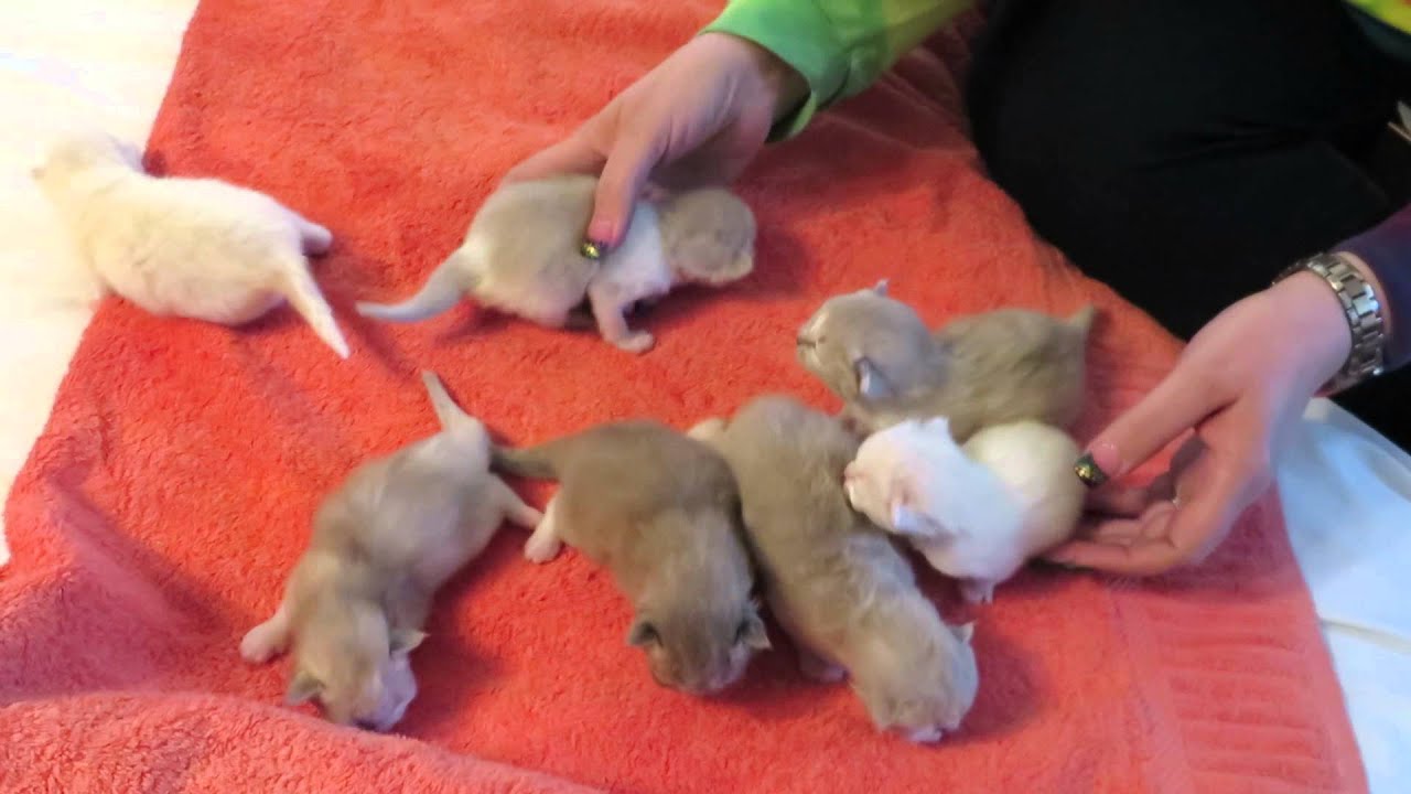 7 Little Dwarves Litter of RagaMuffin Kittens. 26MAR2015