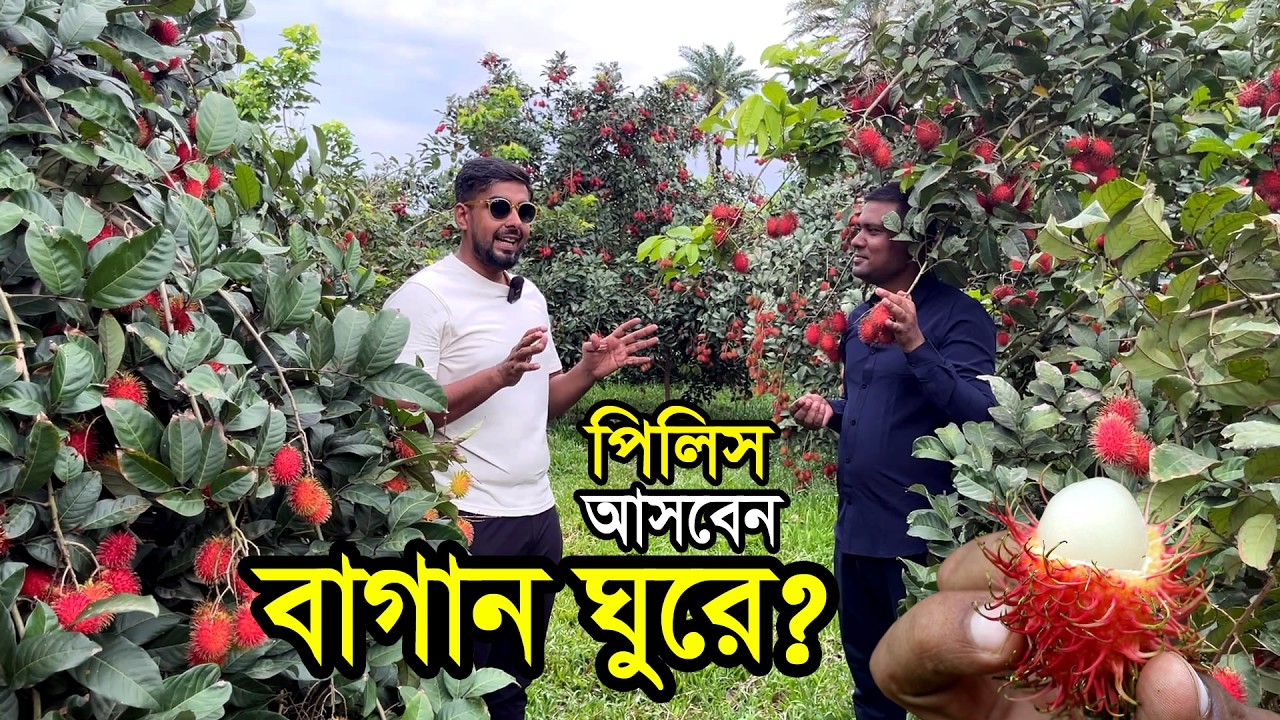 সবচেয়ে বড় রামবুটান ফলের বাগান- বিদেশি রামভুটান বাংলাদেশে চাষ | রাম্বুটান এক একটা গাছে ১০০কেজির বেশি