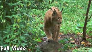 ∆ Golden Lynx - The Sharp Wild Cat Species!Arctic's Top Predators!! 🐻‍❄️🐻‍❄️🐈‍⬛🐾🐢🐿️🐻🦣🦌🐎🪶🦏