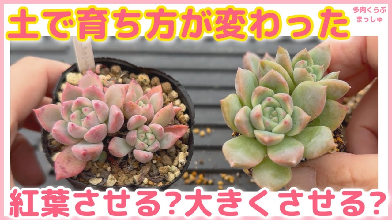 多肉植物】土で育ち方が変わった❣️どう育てたいのか？株分けしながら