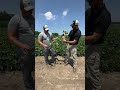 R3 Soybeans: What is true R3 and how does it affect the grower?