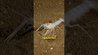 Blind Bizarre Animal Lives Underground