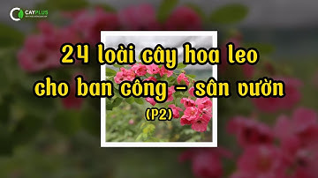24 loại cây leo phổ biến ra hoa rực rỡ giúp nhà bạn xanh mát quanh năm (Phần 2)