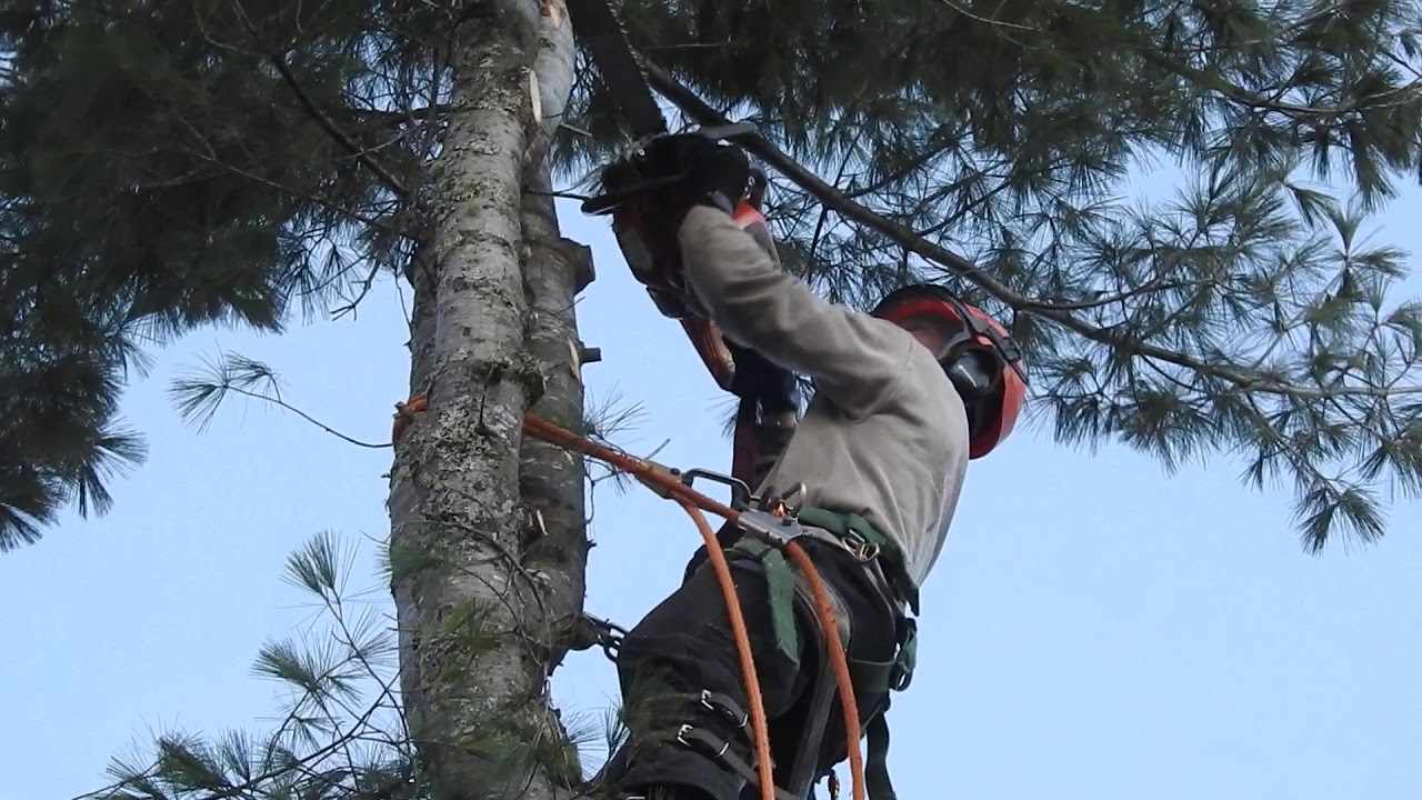 Cutting down a very large Pine tree off our back lawn - YouTube