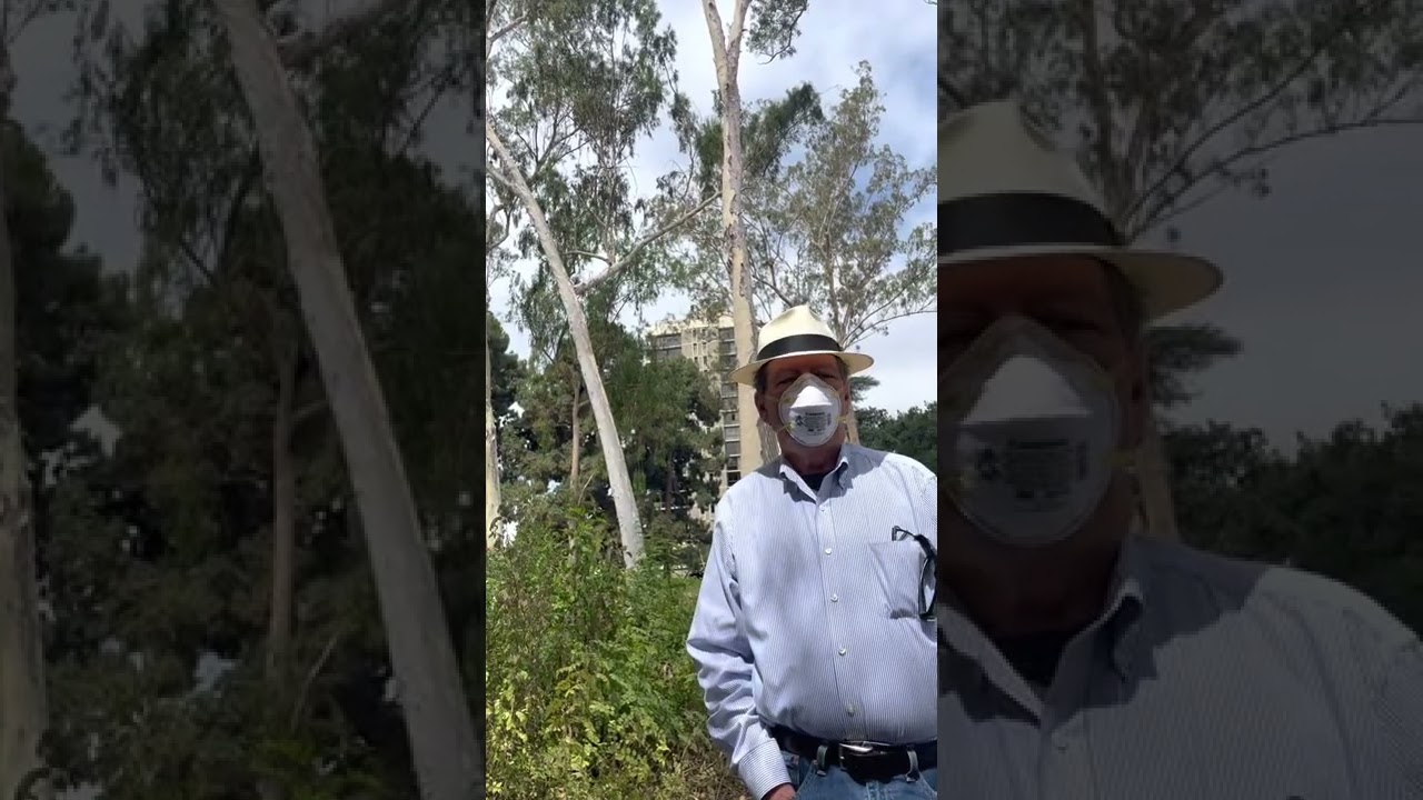 Save Our Heritage Organisation: Christopher Pro termination