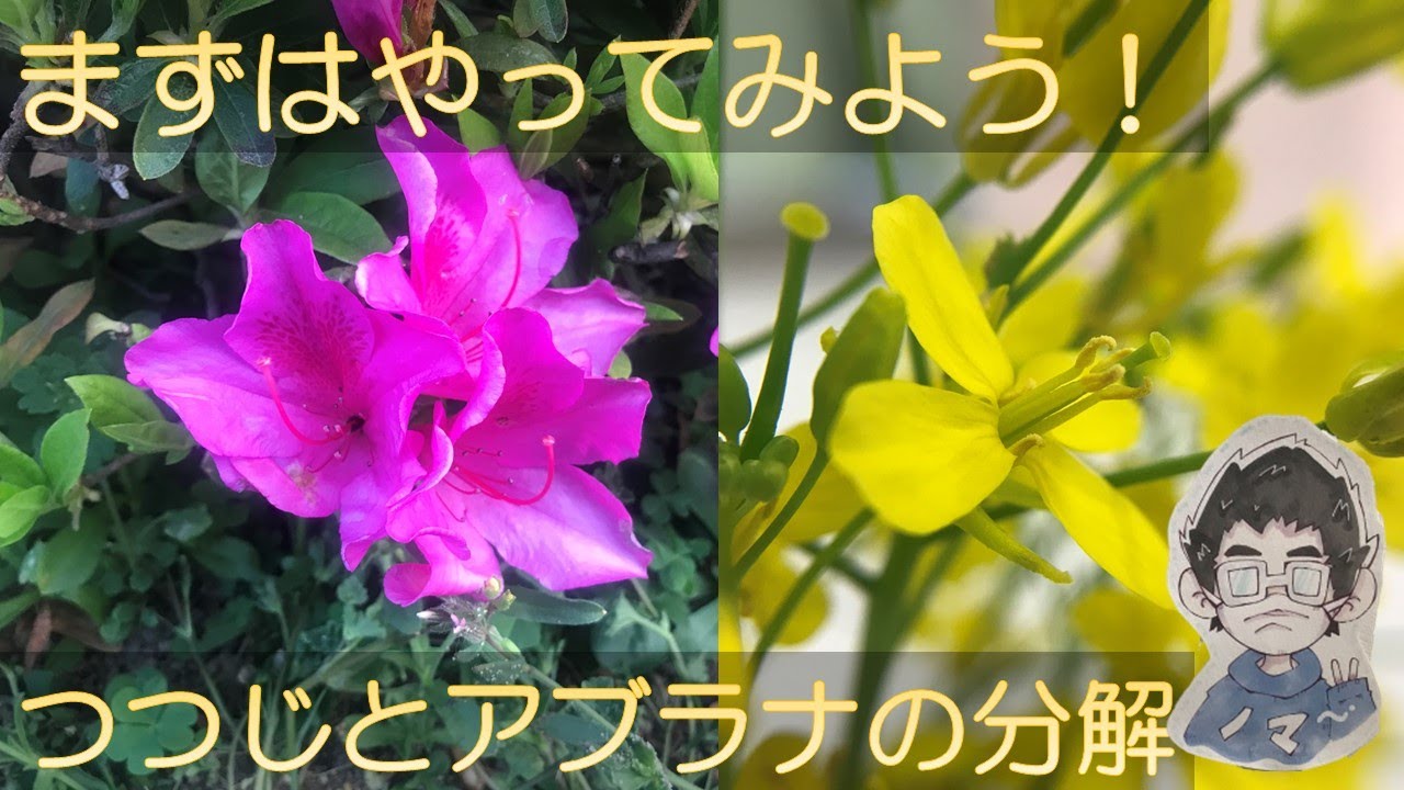 99.つつじとアブラナの分解