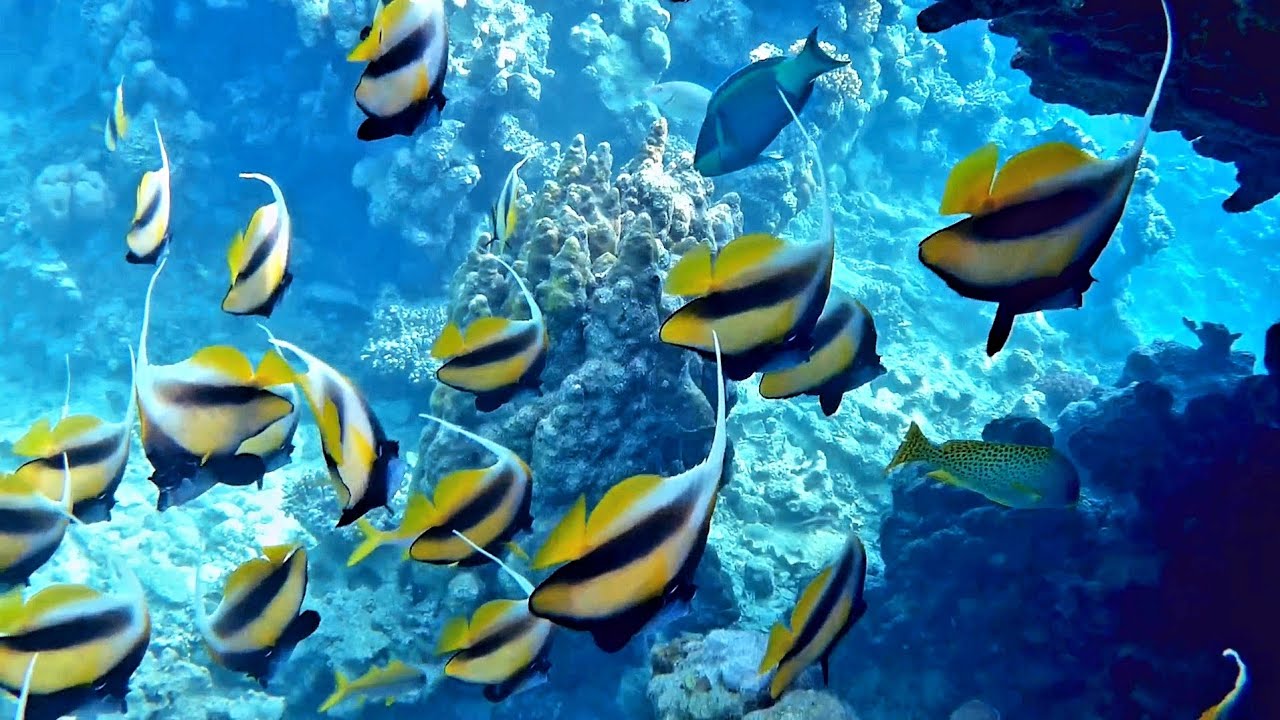 Red sea bannerfish (Heniochus intermedius), Красноморская кабуба