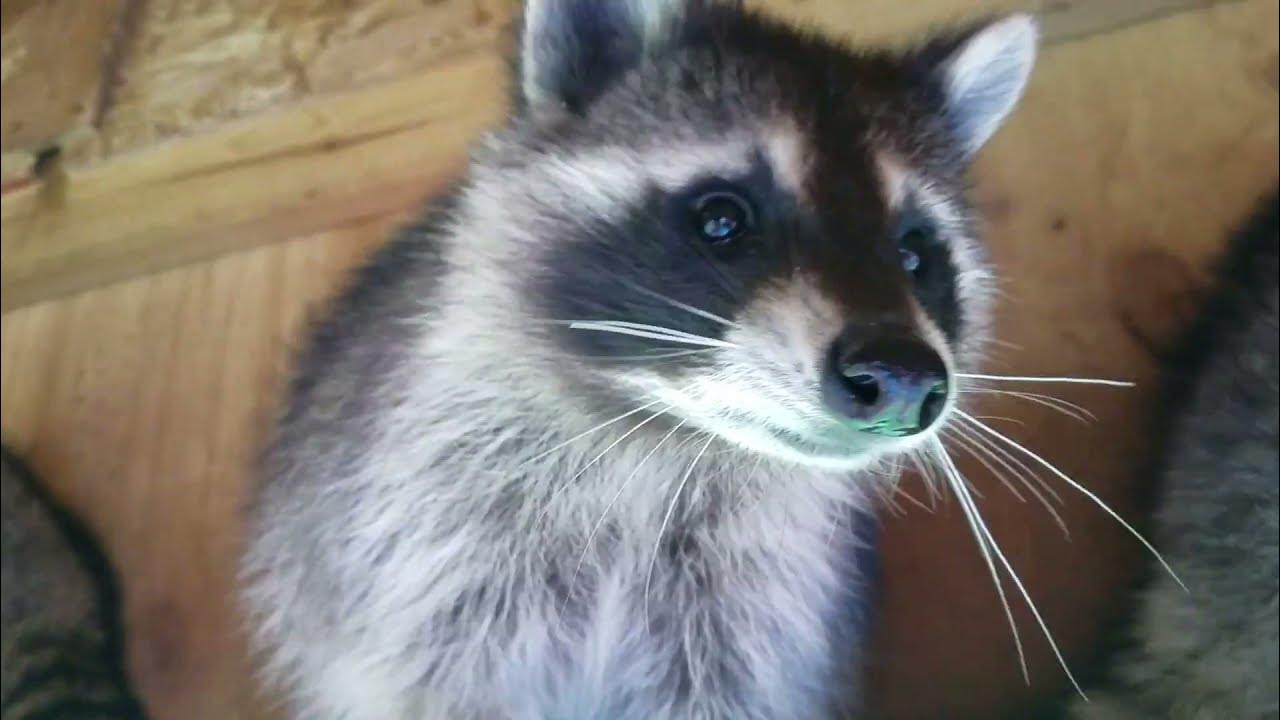 Raccoons eating Banana chips for a snack YouTube
