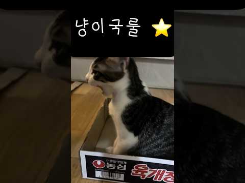 고양이는 결국 박스와 비닐을 선택합니다 #cat #냥춘기