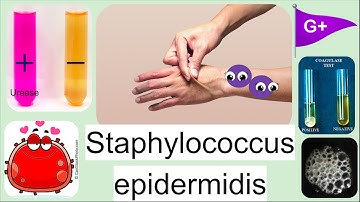 Staphylococcus epidermidis Bacteria: Everything you need to know