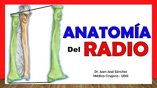 🥇 Anatomía del RADIO. ¡Fácil, Rápida y Sencilla!