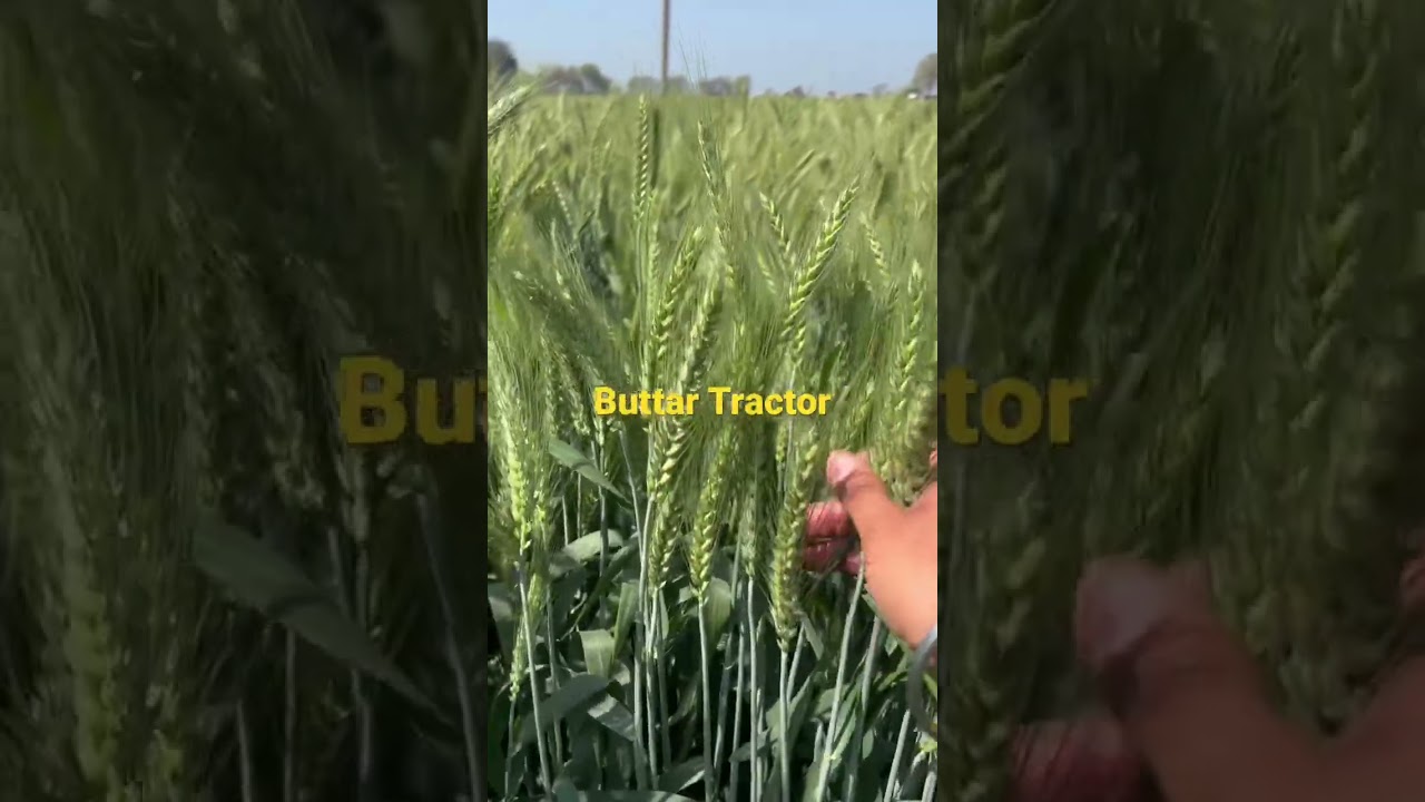 PBW677 wheat seed variety 