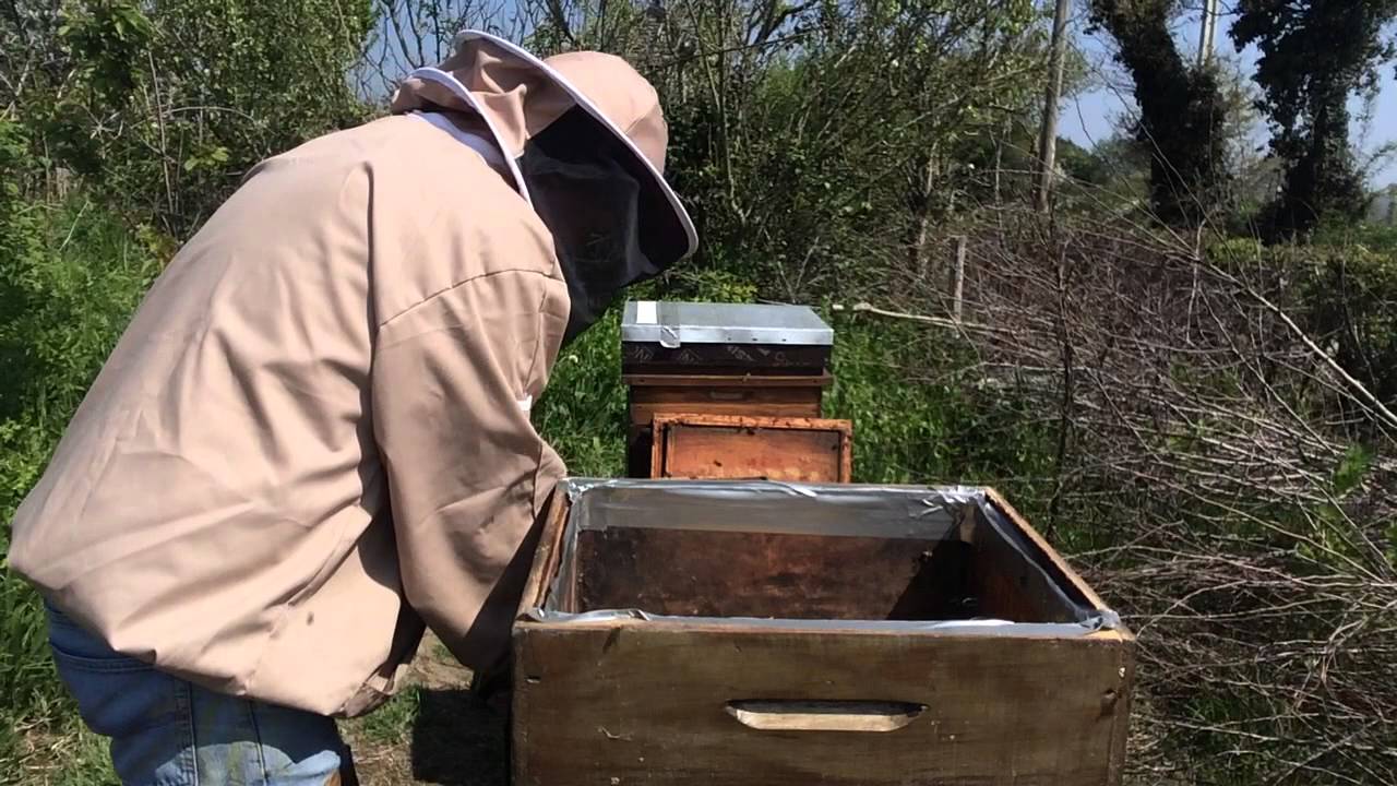 Queen rearing, Set up to harvest - YouTube