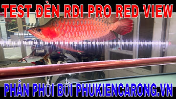 🔴PHUKIENCARONG.N | TEST THỰC TẾ ĐÈN RDI PRO RED VIEW TRÊN HUYẾT LONG - ĐÈN ĐỎ CÁ KHÔNG ĐỎ NƯỚC