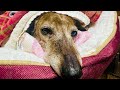 朝起きたら犬が大変なことになっていた。My dog ​​is having a hard time in the morning.ラルフRalph。