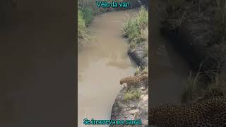 INACREDITÁVEL O PULO DA ONÇA