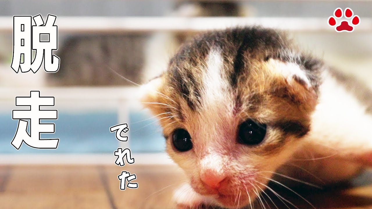 え、そこから！？子猫の脱走ルートとバンザイして寝る赤ちゃん猫【ステラ＆クロエ日記】