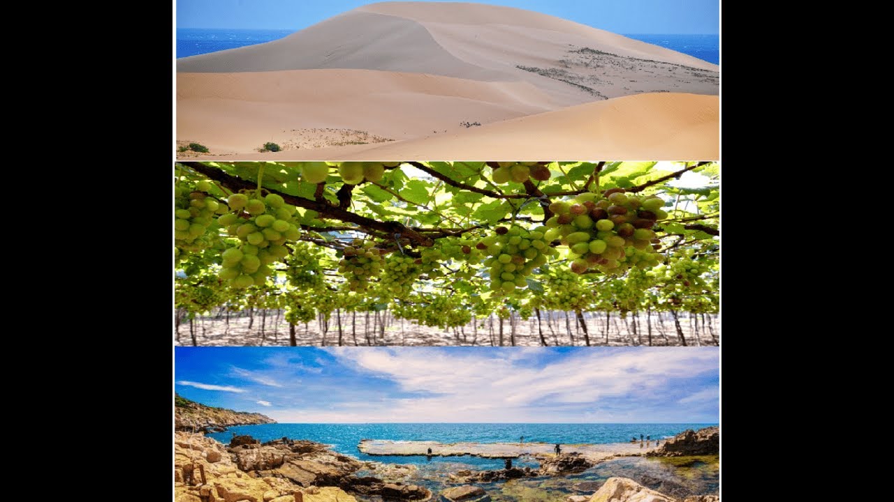 Hành trình cuối Đà Lạt-Phan Rang P6 ghé tham quan vườn nho Thái An, KDL Hang Rái, Đồi Cát Nam Cương