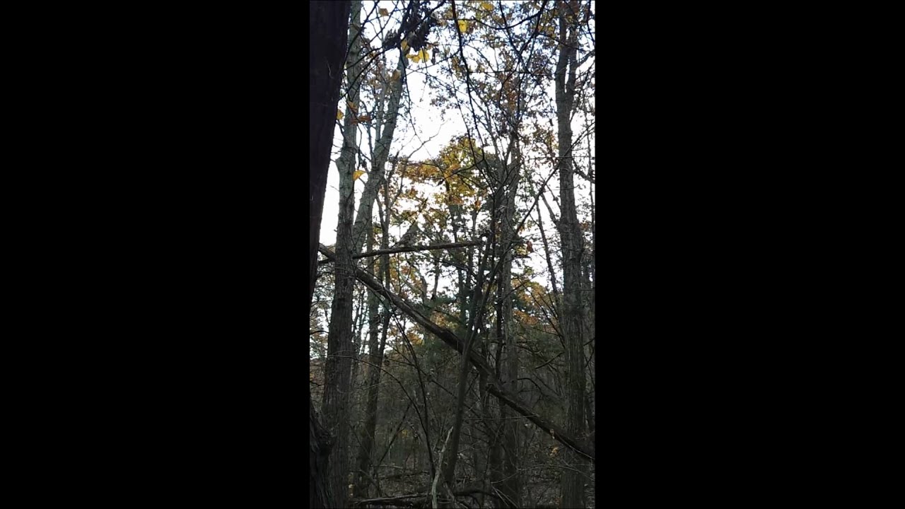 Owl Mating Call Youtube