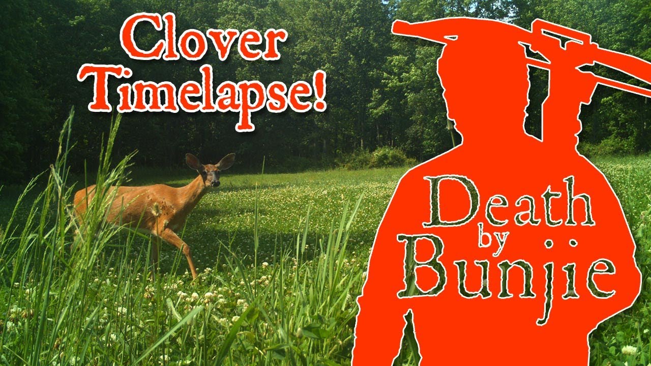 Buck Field Clover Foodplot TIMELAPSE with My Brinno GardenWatchCam