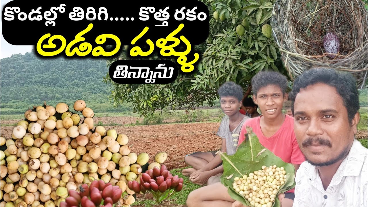 Wild fruits| తియ్య పరింపళ్ళు ఇప్పుడే తిన్నాను @TribalMirror