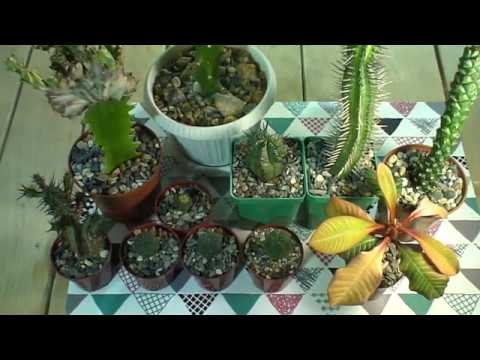 Video: Tre Forskjeller Mellom Euphorbia Og Cactus