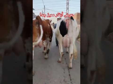 عرض أبقار مميز جدا