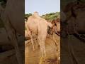الناقة ت رسل إشارتها الخاصة والجمل يرد بطريقته المجنونة الجمال الناقة عشق الصحراء 