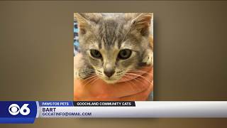 Paws for Pets: Bart, a calm, gentle soul that loves other cats & dogs