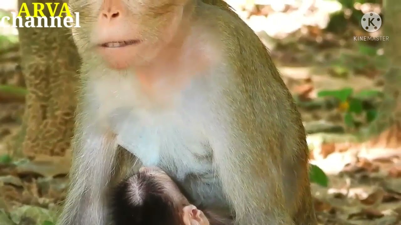 cara menangkap anak monyet yang lucu.ARVA Channel https://youtu.be/f2RDpAcqs3U