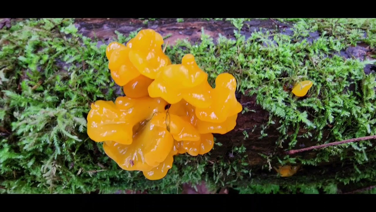BIOLUMINESCENT YELLOW MOLD