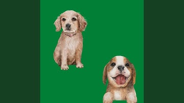 Wondrous Backdrops for Doggy