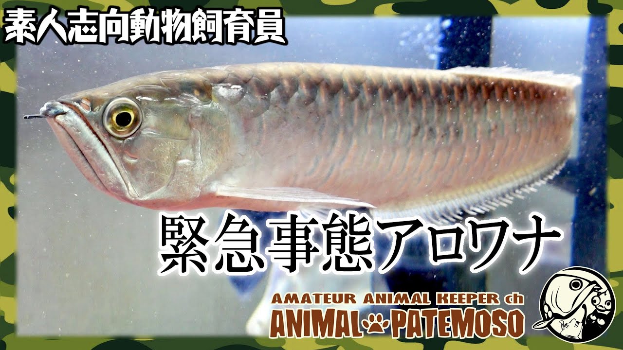 パワーバランス崩壊・・・120㎝水槽にアロワナがやってきた