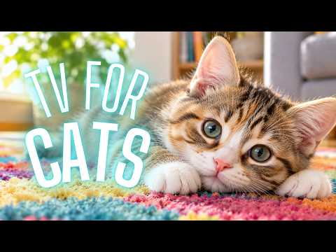 CAT TV 🐦 Birds for Cats | Bird Watching Videos, Nature & Cat Enrichment