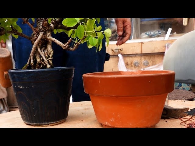 Replanting a root-bound tree - YouTube