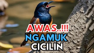 Download Lagu Rahasia Masteran Murai Batu Terbaik untuk Meningkatkan Suara Gacor | Dijamin Ampuh! MP3