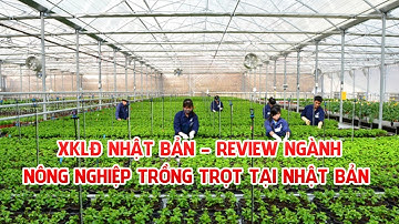 [XKLĐ NHẬT BẢN] TÌM HIỂU CÔNG VIỆC NÔNG NGHIỆP TRỒNG TRỌT