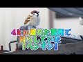 Ep22 ４km離れた場所で放鳥したスズメと奇跡の再会！