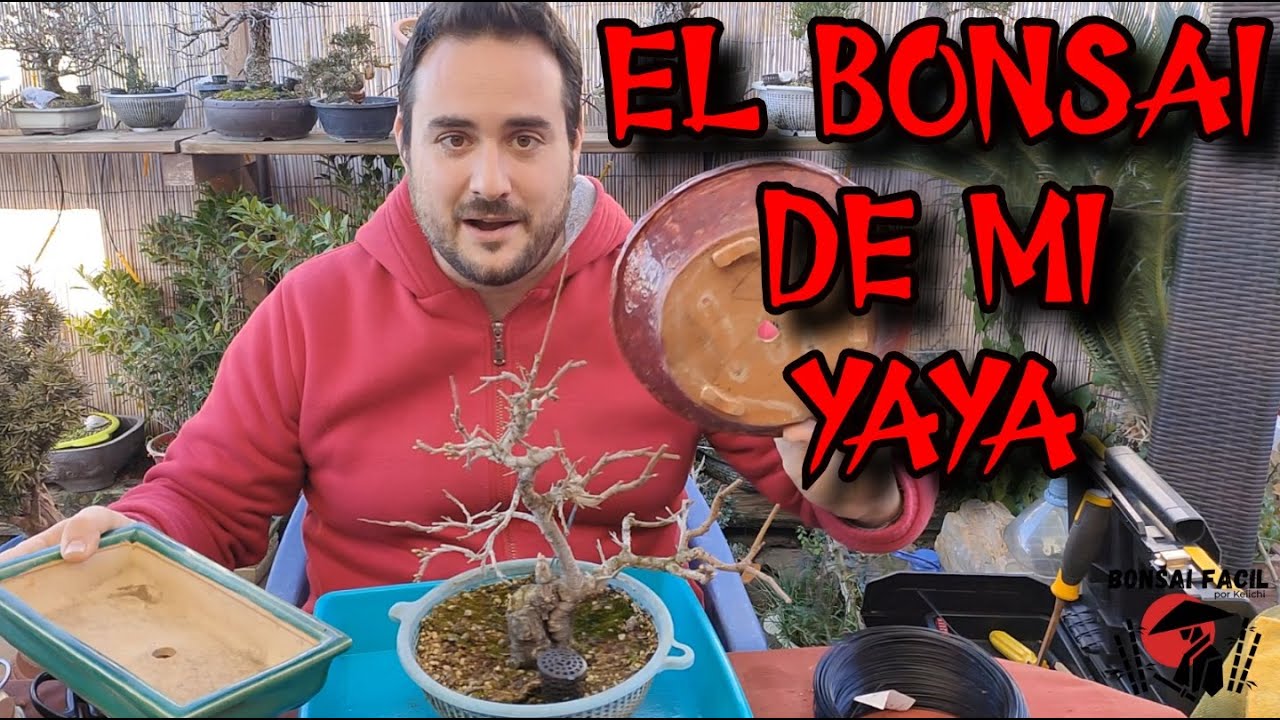 El bonsai de mi abuela 1 año despues - Bonsai Facil