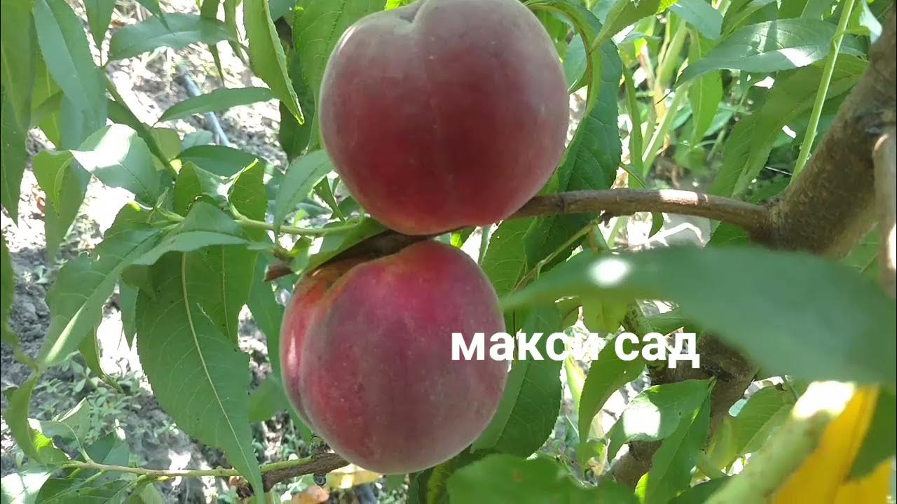İrgeler Fidancılık / BURSA / İnegöl