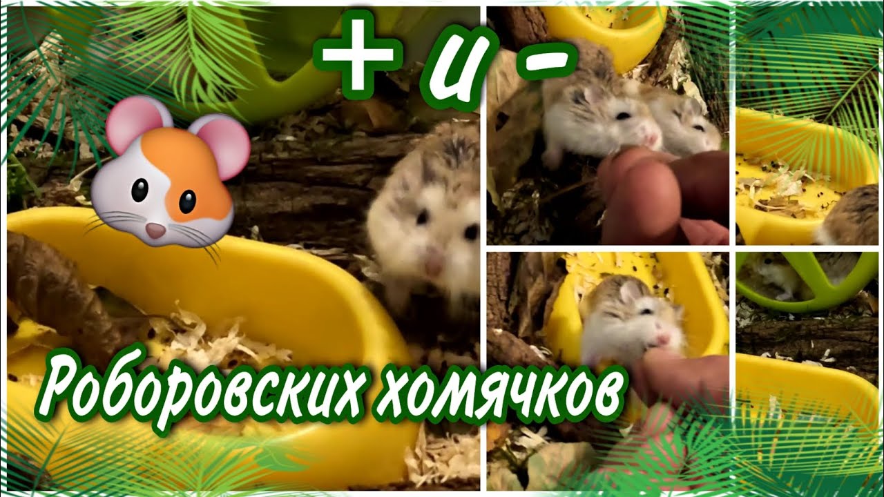 Хомячок минус