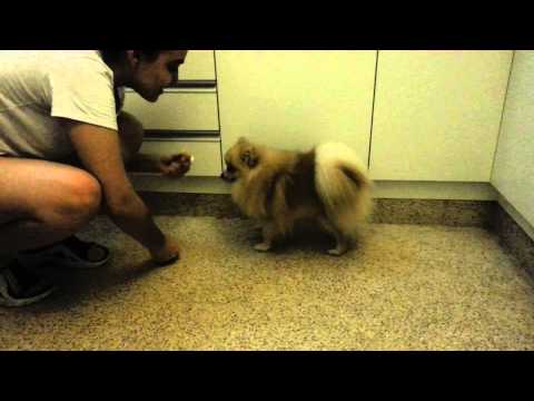 pomeranian doing tricks pomeranian doing tricks pomeranian doing tricks pomeranian doing tricks