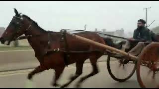 Mehar Hanif Malik Honey Wali Ghori All Stan Tanga Race