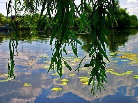 Клавдия Кузнецова Склонилась