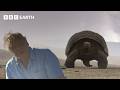 Why is this Giant Tortoise on a Volcano? | BBC Earth Science