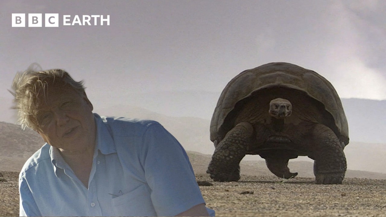Why is this Giant Tortoise on a Volcano? | BBC Earth Science