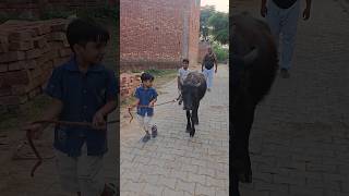 my new pet #india #superhero #avengers #marvel #children #kids #funny #dogs #pets #newpet #buffalo